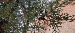 Juniperus chinensis