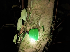 Piperales