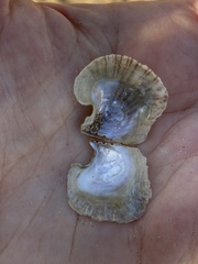 Isognomon perna