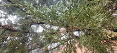 Juniperus chinensis