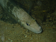 Sillaginodes punctatus