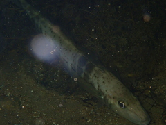 Sillaginodes punctatus