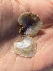 Isognomon perna
