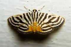 Dichocrocis rigidalis