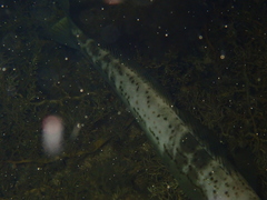 Sillaginodes punctatus