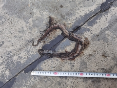 Pseudoxenodon bambusicola