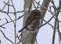 Glaucidium gnoma