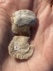 Isognomon perna