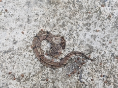 Pseudoxenodon bambusicola