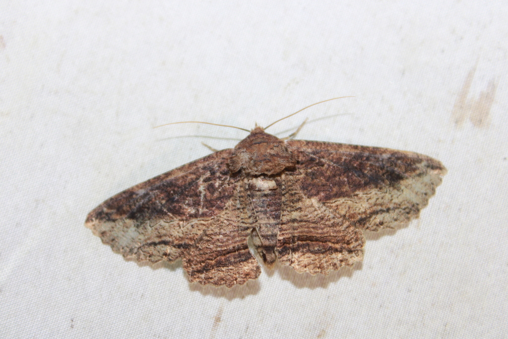 Zale lafontainei