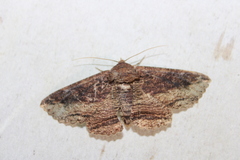 Zale lafontainei
