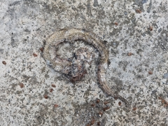 Pseudoxenodon bambusicola