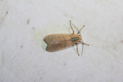 Halysidota cinctipes