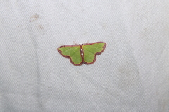 Synchlora cupedinaria