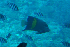 Pomacanthus maculosus