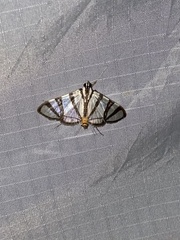 Conchylodes nolckenialis