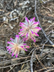 Ptilotus manglesii