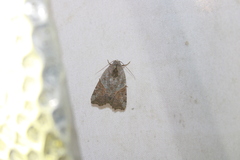Gonodes liquida