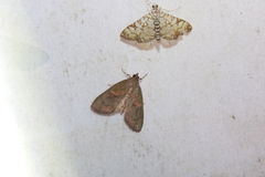 Mimophobetron pyropsalis