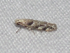 Coleotechnites australis
