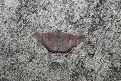 Sphacelodes vulneraria