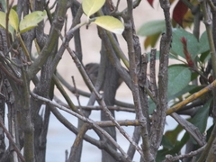 Phylloscopus fuscatus