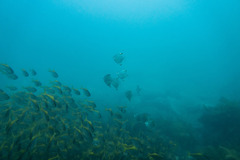 Monodactylus argenteus