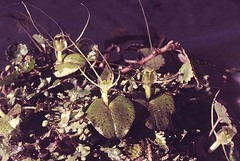 Corybas hatchii