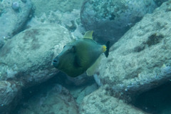 Meuschenia flavolineata