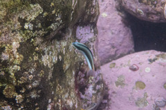 Thalassoma amblycephalus