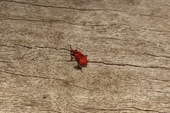 Lemodes coccinea