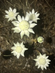 Actinotus leucocephalus