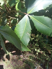 Pseudopanax colensoi