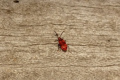 Lemodes coccinea