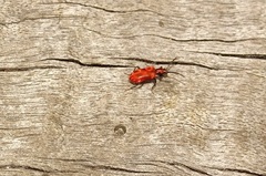Lemodes coccinea
