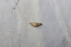 Idaea demissaria