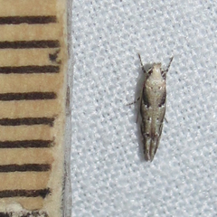 Coleotechnites australis