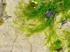 Cladophora glomerata