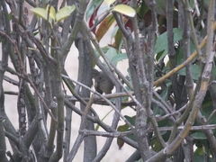 Phylloscopus fuscatus