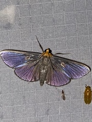 Phostria citrinalis
