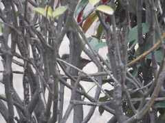 Phylloscopus fuscatus