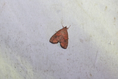 Mimophobetron pyropsalis
