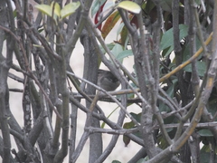 Phylloscopus fuscatus