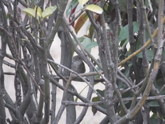 Phylloscopus fuscatus