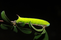 Perigonia lusca