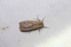 Halysidota cinctipes