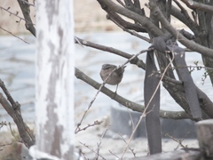 Phylloscopus fuscatus