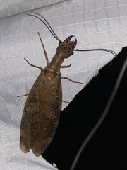 Corydalus peruvianus