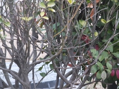 Phylloscopus fuscatus