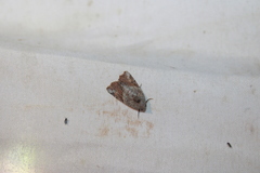 Gonodes liquida